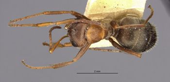 Media type: image;   Entomology 34595 Aspect: habitus dorsal view